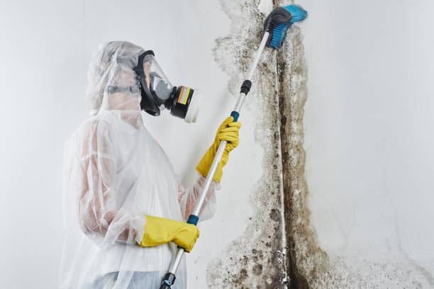 Best Commercial Mold Inspection  in Americus, GA